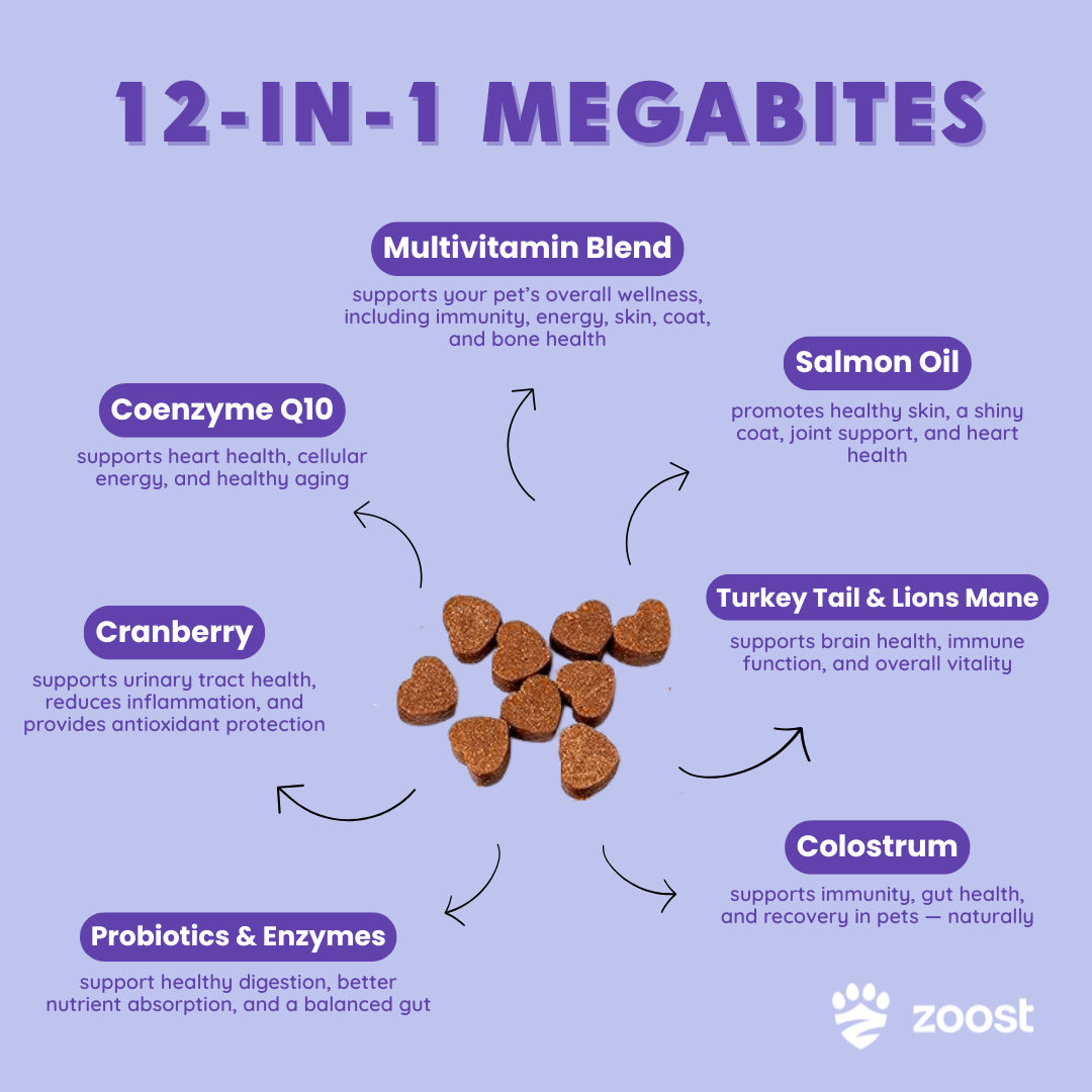 ZOOST [BUY 1 TAKE 1] 12 in 1 Megabites Probiotics Mushroom Powder Soft Chews for Immune Gut Energy