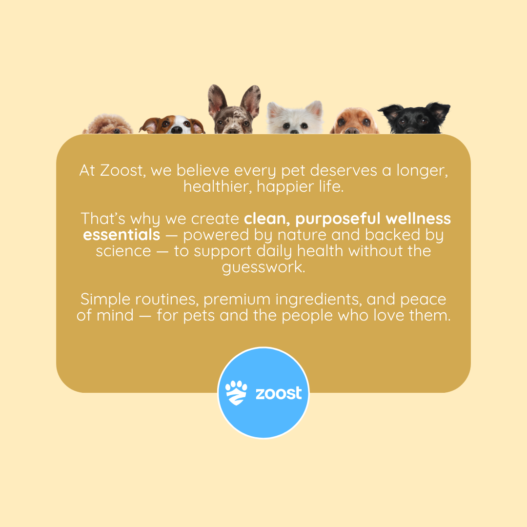 ZOOST Synbiotic Probiotic and Prebiotic Powder Supplement for Dogs and Cats (90g)
