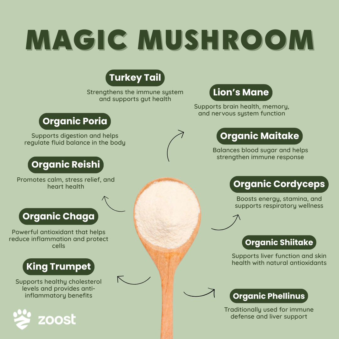 ZOOST [BUY 1 TAKE 1] 12 in 1 Megabites Probiotics Mushroom Powder Soft Chews for Immune Gut Energy